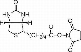 (+)-生物素 N-羟基琥珀酰亚胺酯