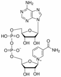 烟酰胺腺嘌呤双核甙酸