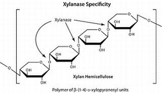 Xylanase 11A from Podospora anserina, Recombinant