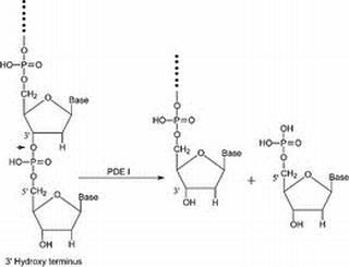 5-磷酸二酯酶