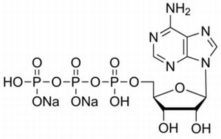 三膦酸腺苷