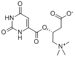 (r)-(3-carboxy-2-hydroxypropyl)-trimethyl ammonium orotate