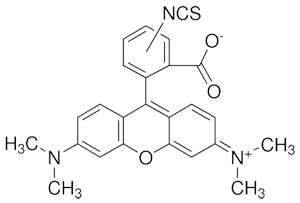 TETRAMETHYLRHODAMINE-5-(AND-6)-ISOTHIOCYANATE