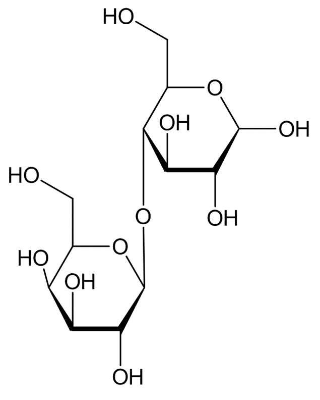 saccharumlactin
