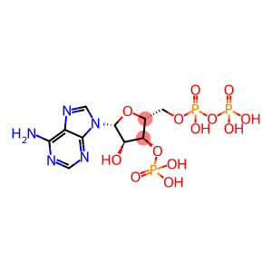 adenosine 3'-phosphate 5'-diphosphate
