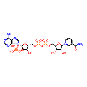 Β-烟酰胺腺嘌呤二核苷酸磷酸盐 [用于生化研究]